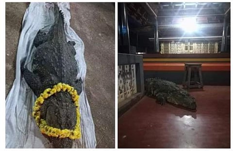 മുതലയുടെ മൃതദേഹം, ബബിയ ക്ഷേത്രത്തിനുള്ളില്‍