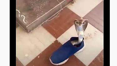 ഷൂവില്‍ പത്തിവിടര്‍ത്തി നില്‍ക്കുന്ന മൂര്‍ഖന്‍ പാമ്പിന്റെ ദൃശ്യം