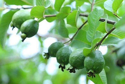 പ്രതീകാത്മക ചിത്രം