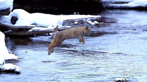 മറുകര ലക്ഷ്യമാക്കി ചാടുന്ന പൂച്ചയുടെ ദൃശ്യം