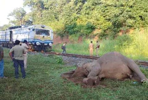 പാലക്കാട് കഞ്ചിക്കോട് ട്രെയിന്‍ ഇടിച്ച് കാട്ടാന ചരിഞ്ഞു/ടെലിവിഷന്‍ ദൃശ്യം