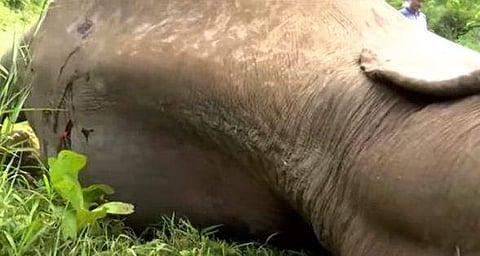 ട്രെയിന്‍ ഇടിച്ച് പരിക്കേറ്റ കാട്ടാന ചരിഞ്ഞനിലയില്‍, സ്‌ക്രീന്‍ഷോട്ട്‌