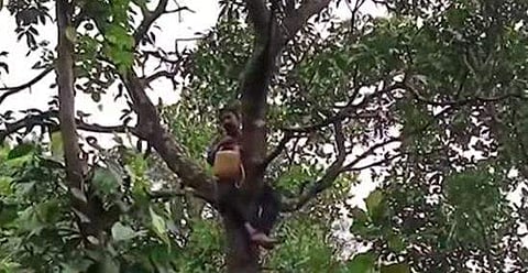 മരത്തിന്റെ മുകളില്‍ കയറി ആത്മഹത്യാഭീഷണി മുഴക്കുന്ന കര്‍ഷകന്റെ ദൃശ്യം, സ്‌ക്രീന്‍ഷോട്ട്