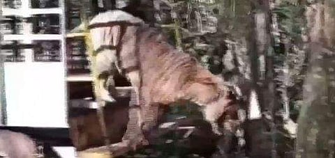 വിഡിയോ സ്ക്രീൻഷോട്ട്