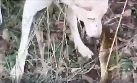 മൂര്‍ഖന്‍ പാമ്പുമായി പോരാടുന്ന വളര്‍ത്തുനായയുടെ ദൃശ്യം, സ്‌ക്രീന്‍ഷോട്ട്‌