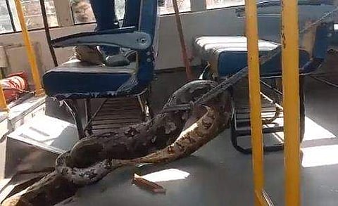 സ്‌കൂള്‍ ബസിനുള്ളില്‍ നിന്ന് പിടികൂടിയ കൂറ്റന്‍ പെരുമ്പാമ്പിന്റെ ദൃശ്യം