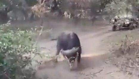 സിംഹങ്ങളുമായി കാട്ടുപോത്ത് ഏറ്റുമുട്ടുന്ന ദൃശ്യം