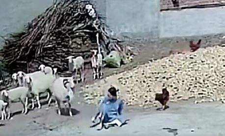 യുവതിയെ ആട്ടിന്‍കൂട്ടം ആക്രമിക്കുന്ന ദൃശ്യം