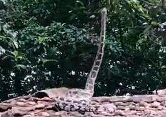 വീഡിയോ ദൃശ്യം