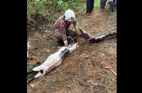 പെരുമ്പാമ്പിന്റെ വായില്‍ നിന്ന് ആടിനെ പുറത്തെടുക്കുന്ന ദൃശ്യം