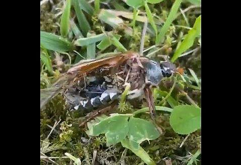 ചത്ത ചെറുപ്രാണി നടക്കുന്ന അപൂര്‍വ്വ ദൃശ്യം