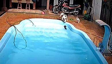 വീഡിയോ സ്ക്രീൻഷോട്ട്