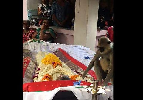 മൃതദേഹത്തിന് അരികില്‍ ഇരിക്കുന്ന കുരങ്ങന്റെ ദൃശ്യം