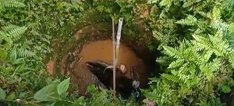 കാട്ടുപോത്ത് കിണറ്റില്‍ വീണ നിലയില്‍/ ടിവി ദൃശ്യം