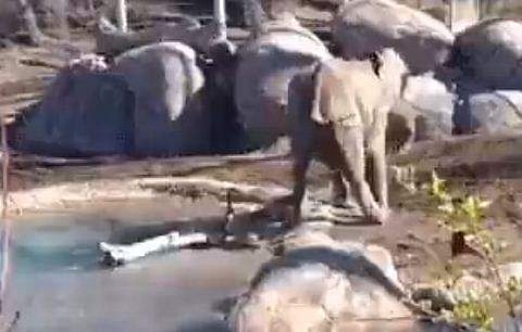 ആനയും പക്ഷിയും നേര്‍ക്കുനേര്‍, സ്‌ക്രീന്‍ഷോട്ട്‌