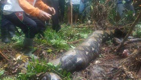 സ്ത്രീയെ വിഴുങ്ങിയ കൂറ്റന്‍ പെരുമ്പാമ്പ്‌