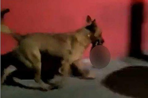 മനുഷ്യന്റെ തലയുമായി ഓടുന്ന നായ/ ട്വിറ്റര്‍ ചിത്രം