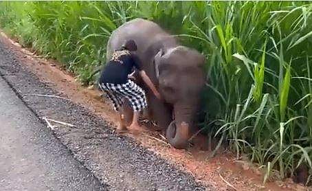 കുട്ടിയാനയുടെ കാലുകള്‍ ചെളിയില്‍ നിന്ന് പുറത്തേയ്ക്ക് എടുക്കാന്‍ സഹായിക്കുന്ന പെണ്‍കുട്ടിയുടെ ദൃശ്യം