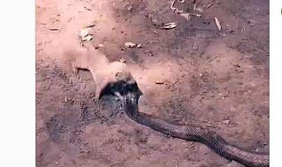 കീരി-രാജവെമ്പാല പോരാട്ടത്തിന്റെ ദൃശ്യം