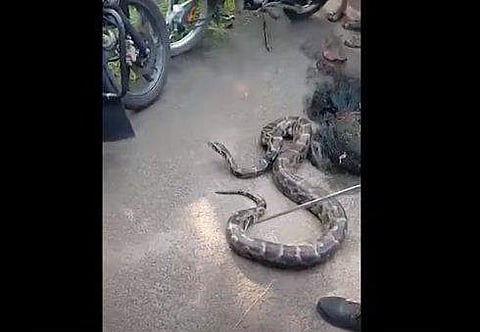 വലയില്‍ കുടുങ്ങിയ പെരുമ്പാമ്പ്/ ടിവിദൃശ്യം