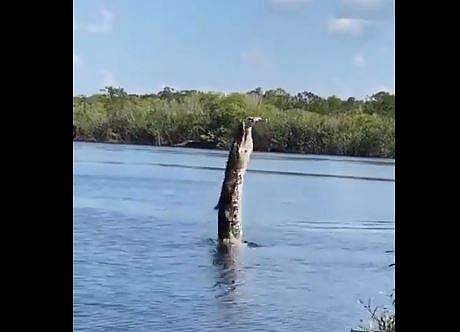 ഇരയെന്ന് കരുതി ഡ്രോണ്‍ ലക്ഷ്യമാക്കി കുതിക്കുന്ന മുതലയുടെ ദൃശ്യം