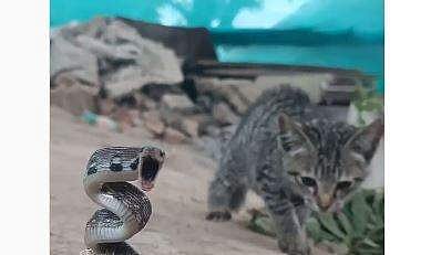 അണലിയും പൂച്ചക്കുഞ്ഞും നേര്‍ക്കുനേര്‍ പോരാടുന്ന ദൃശ്യം