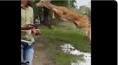 ആളുകള്‍ക്ക് മുകളിലൂടെ ഉയര്‍ന്നുചാടുന്ന മാനിന്റെ ദൃശ്യം