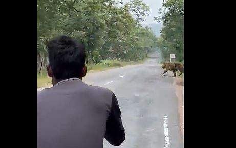 കടുവയ്ക്ക് അരികിലെത്തി വീഡിയോ എടുക്കാന്‍ ശ്രമിക്കുന്ന യുവാക്കളുടെ ദൃശ്യം