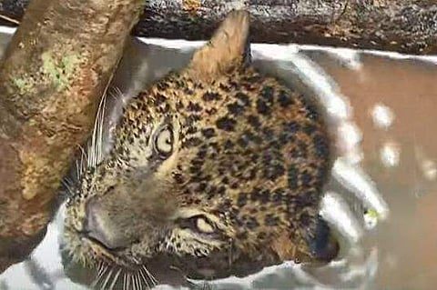 കിണറ്റില്‍ വീണ പുലിയുടെ ദൃശ്യം