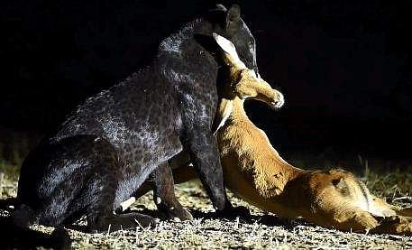 മാനിനെ വേട്ടയാടുന്ന കരിമ്പുലിയുടെ ദൃശ്യം