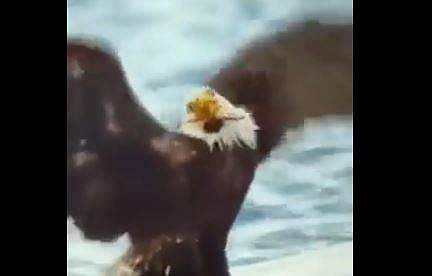 പരുന്തിനെ ആക്രമിക്കുന്ന ഞണ്ടിന്റെ ദൃശ്യം