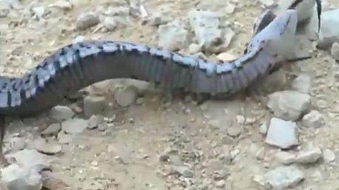 ഹോഗ് നോസ് ഇനത്തില്‍പ്പെട്ട പാമ്പിന്റെ ദൃശ്യം