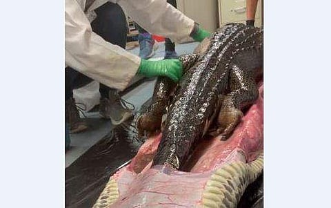 പെരുമ്പാമ്പിന്റെ വയറ്റില്‍ നിന്ന് മുതലയെ പുറത്തെടുക്കുന്ന ദൃശ്യം