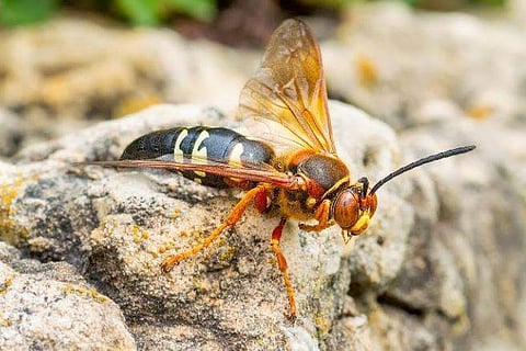 പ്രതീകാത്മക ചിത്രം