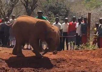 സ്വന്തം തുമ്പിക്കൈയില്‍ ചവിട്ടുന്ന കുട്ടിയാനയുടെ ദൃശ്യം