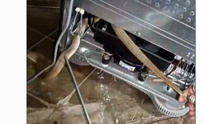 ഫ്രിഡ്ജില്‍ നിന്ന് മൂര്‍ഖന്‍ പാമ്പിനെ പിടികൂടുന്ന ദൃശ്യം