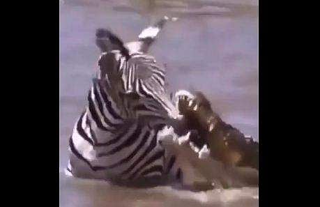 മുതലയോട് പോരാടുന്ന സീബ്രയുടെ ദൃശ്യം