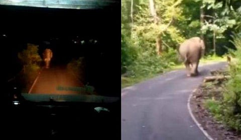 സ്വകാര്യ ബസിനേയും രാത്രി കെഎസ്ആർടിസിയേയും പിന്നോട്ടെടുപ്പിച്ച് ഒറ്റയാൻ/വീഡിയോ ദൃശ്യം