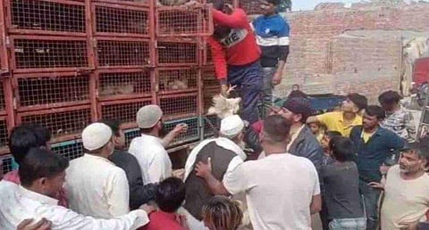 കോഴികളെ വിതരണം ചെയ്യുന്നതിന്റെ വീഡിയോ ദൃശ്യം