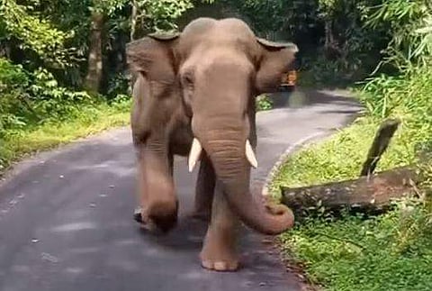 വീഡിയോ ദൃശ്യം