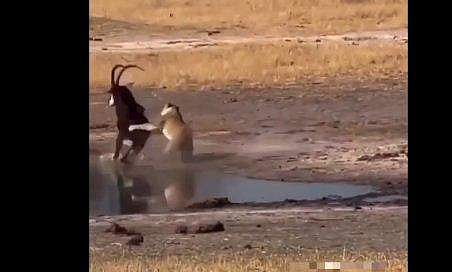 കൃഷ്ണമൃഗത്തെ സിംഹം ആക്രമിക്കുന്ന ദൃശ്യം