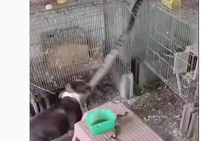 പാമ്പിന്റെ വാലില്‍ കടിച്ച് വലിക്കുന്ന വളര്‍ത്തുനായയുടെ ദൃശ്യം