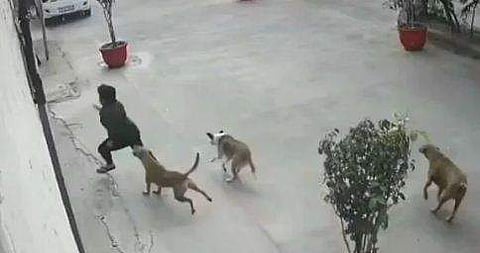തെരുവുനായ്ക്കള്‍ പെണ്‍കുട്ടിയുടെ പിന്നാലെ പായുന്ന ദൃശ്യം
