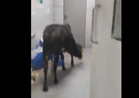ഐസിയുവില്‍ അലഞ്ഞുതിരിഞ്ഞ് നടക്കുന്ന പശുവിന്റെ ദൃശ്യം
