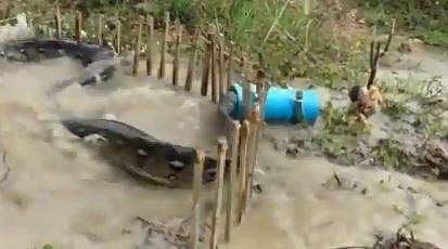 പെരുമ്പാമ്പിനെ പിടികൂടുന്ന ദൃശ്യം