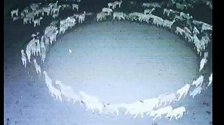 വട്ടത്തില്‍ കറങ്ങുന്ന ആട്ടിന്‍കൂട്ടത്തിന്റെ ദൃശ്യം