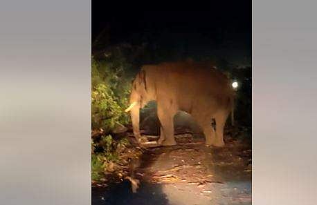 കബാലി റോഡില്‍ നിലയുറപ്പിച്ച നിലയില്‍