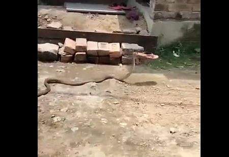 ചെരിപ്പുമായി കടന്നുകളയുന്ന പാമ്പിന്റെ ദൃശ്യം