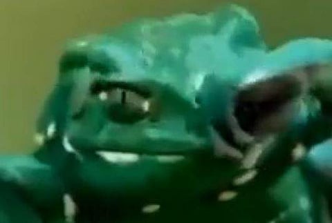 അത്യപൂര്‍വ്വ തവളയുടെ ദൃശ്യം