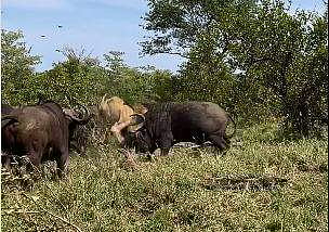 സിംഹത്തെ ആക്രമിക്കുന്ന കാട്ടുപോത്തുകളുടെ ദൃശ്യം